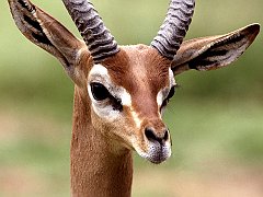 Gerenuk, Central Ethiopia